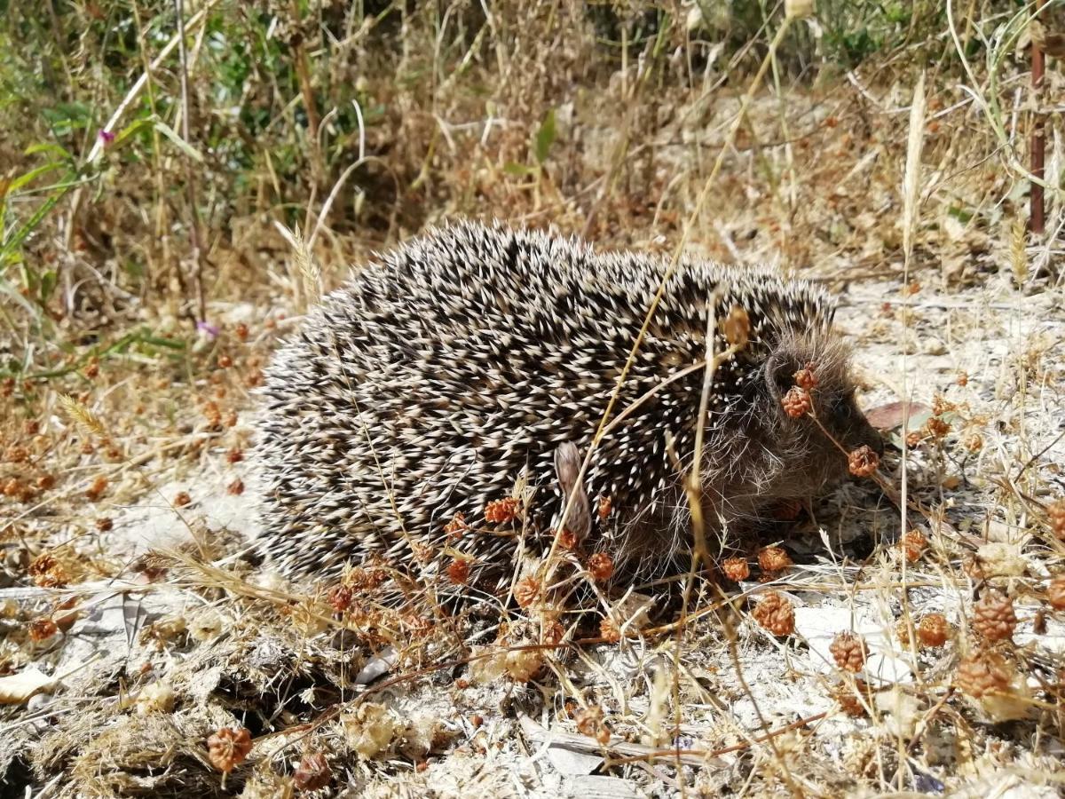 B&B Badde Cubas Usini Zewnętrze zdjęcie